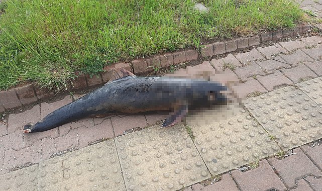 Kastamonu'da ölü yunus balığı karaya vurdu