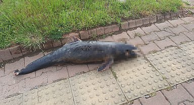 Kastamonu'da ölü yunus balığı karaya vurdu