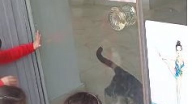 Kedi, öğrencilerin duyduğu miyavlama sesi sayesinde kurtarıldı