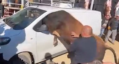 Kesimden kaçan boğa minibüsün camından içeri girmeye çalıştı