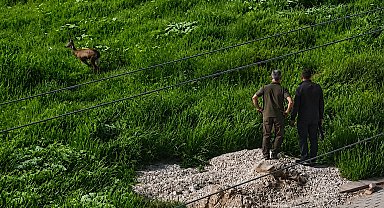 Kırşehir'de kent merkezine inen karaca kamerada