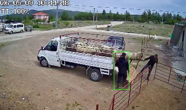 Koçun saldırısına uğrayan besici kamyonetten düştü