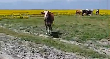 Koruma altındaki Eber sarısının yetiştiği alanda hayvan otlatılmasına inceleme
