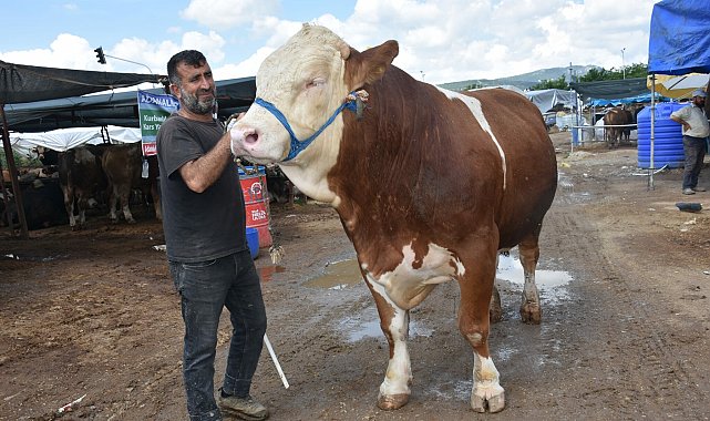 Kurban pazarının en büyüğü 'Haso Ağa', 480 bin TL'den satıldı