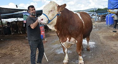 Kurban pazarının en büyüğü 'Haso Ağa', 480 bin TL'den satıldı
