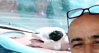 Kurbanlık koyunuyla yolculuğu dikkat çekti