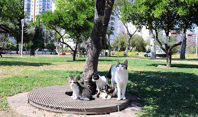 Mahsur kaldıkları yerden kurtarılan yavru kedilere yuva aranıyor