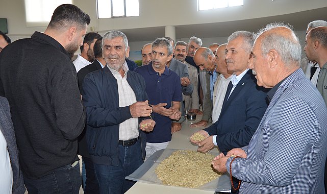 Mardin'de sezonun ilk arpa hasadını yapan çiftçi, gram altınla ödüllendirildi