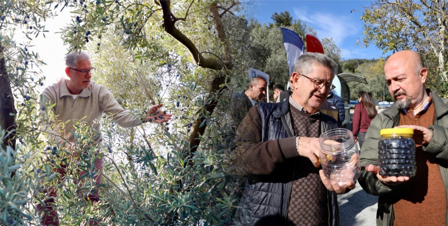 MUDANYA’DA ZEYTİN HASADI SEZONU BAŞLADI