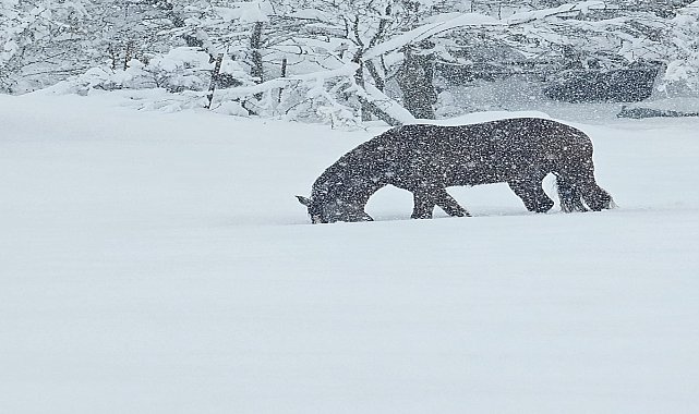 Mudurnu'da Kar Yağışıyla Beyaza Bürünen Ormanda Yılkı Atları Görüntülendi