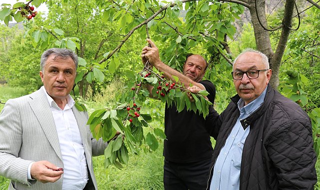Oltu'da 'misafir kirazı' hasadı başladı