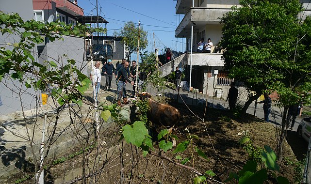 Rize'de kaçan kurbanlık boğa sahiplerine zor anlar yaşattı