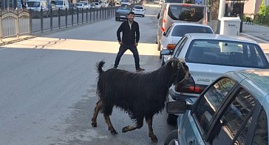 Sahibinin elinden kaçan kurbanlık keçi, uzun uğraşlar sonucu yakalandı