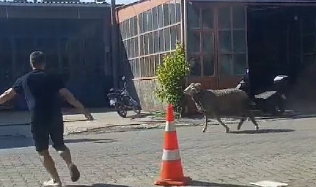 Sahibinin elinden kaçan kurbanlık koç, zor anlar yaşattı