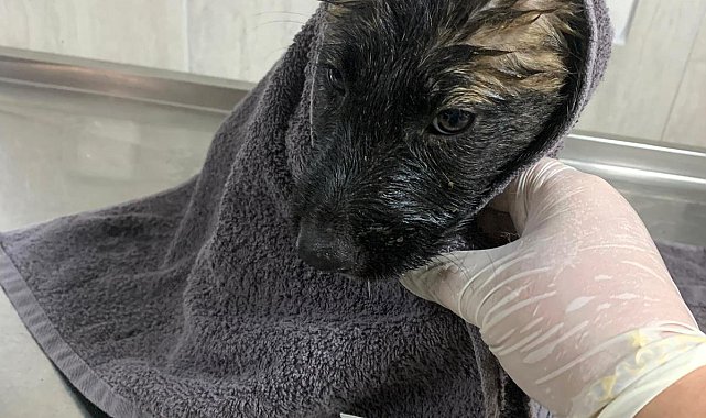 Su kanalında mahsur kalan 2 yavru köpek kurtarıldı