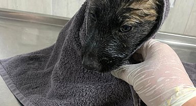 Su kanalında mahsur kalan 2 yavru köpek kurtarıldı