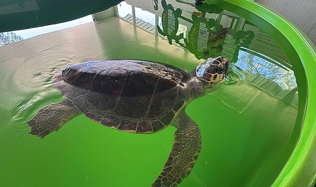 Tatilcilere 'caretta caretta' uyarısı