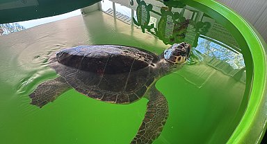 Tatilcilere 'caretta caretta' uyarısı