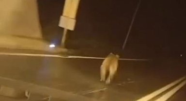 Tünele giren bozayı kamerada