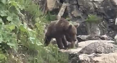 Yavru bozayı sahile indi