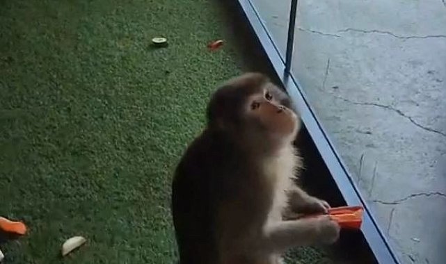 Yozgat'ta bulunan makak maymunu, Ankara'da korumaya alındı