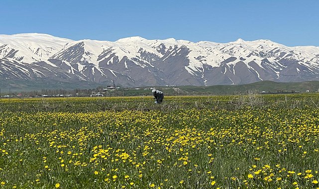 Yüksekova, baharla sarı renge büründü