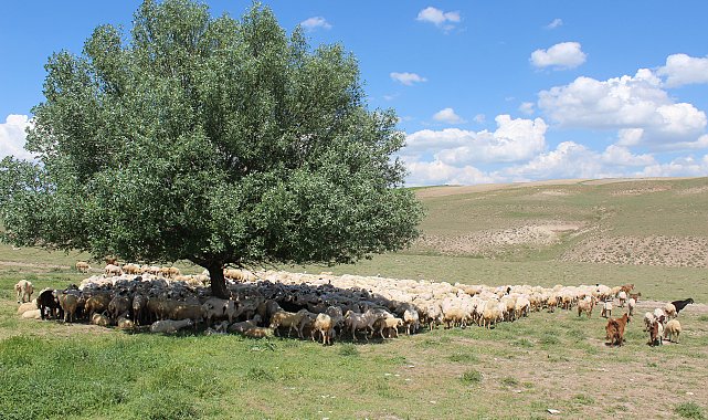 Aksaray'da 'ithal çoban' dönemi