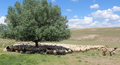 Aksaray'da 'ithal çoban' dönemi