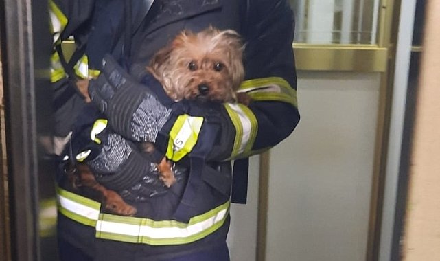 Apartman dairesindeki yangında mahsur kalan köpek kurtarıldı