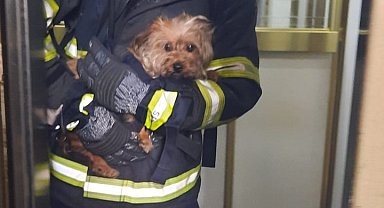 Apartman dairesindeki yangında mahsur kalan köpek kurtarıldı