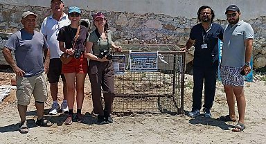 Aydın'da ilk caretta caretta yuvası Didim'de tespit edildi