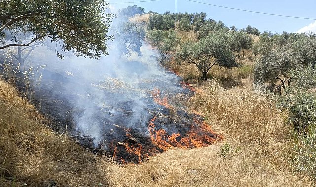 Aydın'da maki yangını; 40 dekar alan zarar gördü
