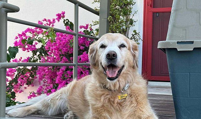 Bodrum'da 'Çinko' isimli köpeğin ölümüne neden olan sürücü beraat etti
