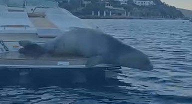 Bodrum'da motoryata çıkan Akdeniz foku kamerada