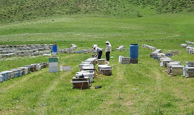 Bodrumlu arıcı, 5 yıldır Yüksekova'da bal hasadı yapıyor