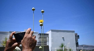Bu çiçeği koparmanın cezası 699 bin 245 lira!