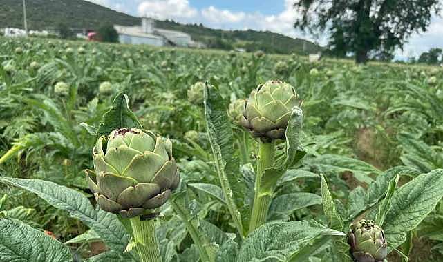 Bursa’da enginar soyucular iş başında!