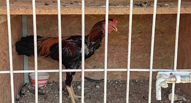 Bursa’da horoz baskını
