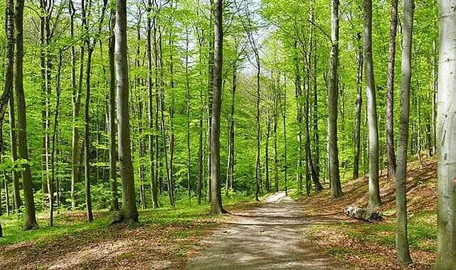 Bursa'da ormanlık alanlara girişler yasaklandı!