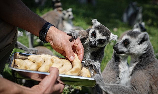 Bursa Hayvanat Bahçesi'nde penguenler klimalı odalarda, lemurlar ise soğuk meyveyle serinliyor