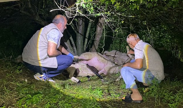 Bursa'da yıldırım düştü, 6 koyun öldü