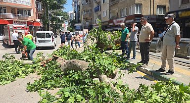 Devrilen tarihi çınar araca zarar verdi; yol trafiğe kapandı