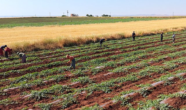 Dolunun vurduğu Diyarbakır karpuzunda hasat bu yıl gecikecek