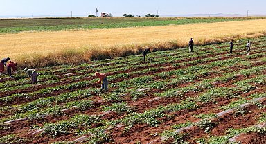 Dolunun vurduğu Diyarbakır karpuzunda hasat bu yıl gecikecek