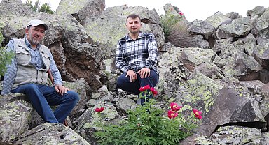 Erciyes Dağı eteklerinde şakayıklar ilk kez haziranda çiçek açtı; koparmanın cezası 699 bin TL