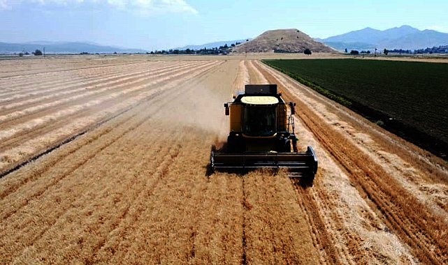 Gaziantep'te buğday ve arpa hasadı; rekolte beklentisi yüksek