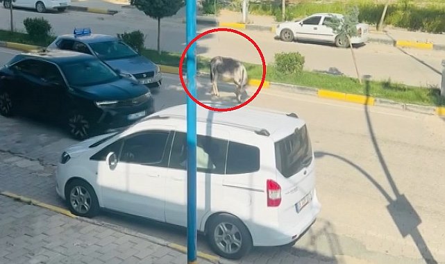 Kara yoluna çıkan başıboş eşek nedeniyle trafik aksadı