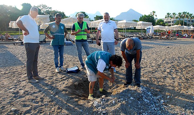 Kemer sahillerinde tespit edilen 38 deniz kaplumbağası yuvası korumaya alındı