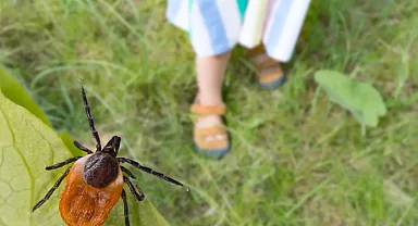 Kene ısırığında asla bunu yapmayın! Uzman açıkladı