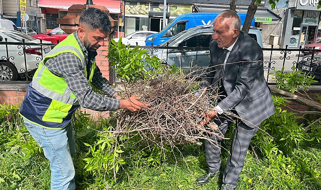Kırılan daldaki karga yuvası özenle başka dala nakledildi